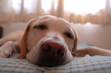 A te kutyád hogy alszik? Sokat eárul természetükről