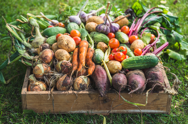 9 nagyon egyszerűen termeszthető zöldség