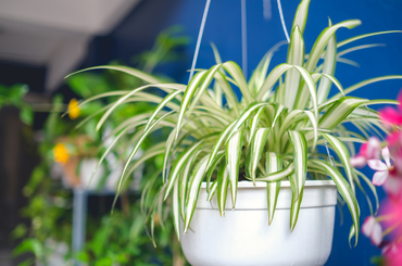 Szobanövények kezdőknek: igénytelen növények a lakásban