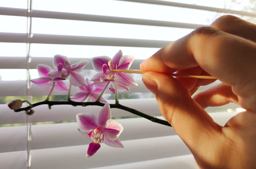 Tippek orchidea életben tartásához 