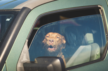 Kutya forró autóban, ablakot be lehet törni?