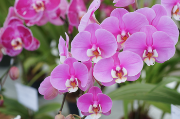 Orchidea tavaszi ápolása tippek