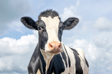 Néhány kérdés a tejelő tehenek takarmányozásával kapcsolatban