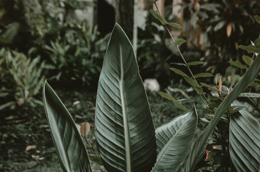 Így vészelik át a telet a trópusi növények