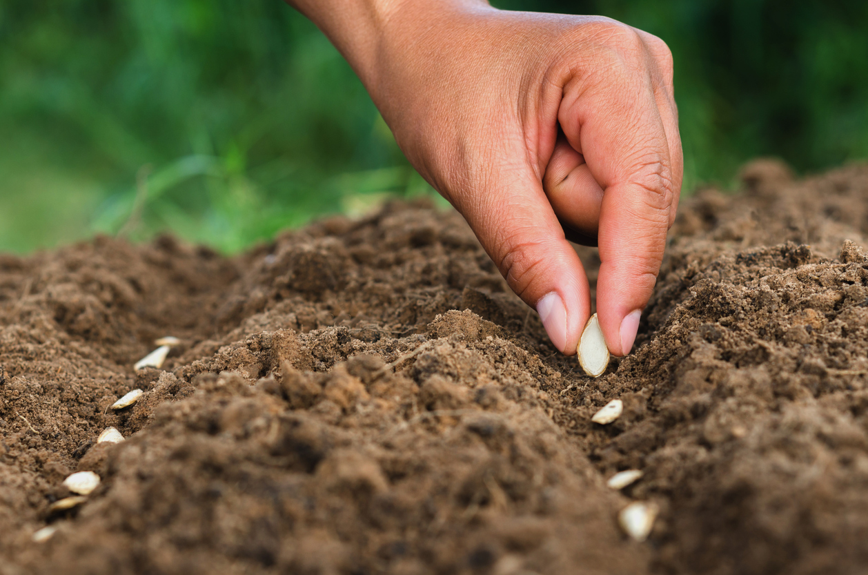 Sütőtök ültetése augusztusban