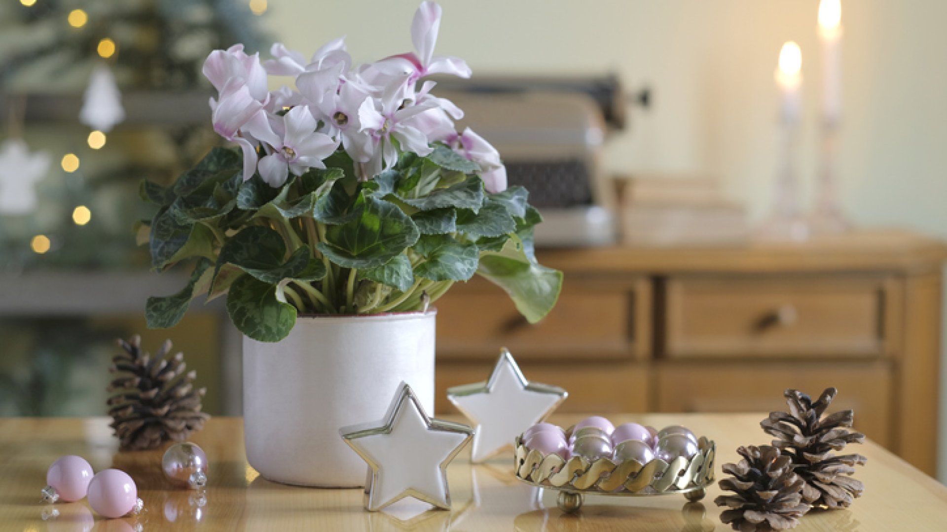 Karácsonyi cserepes virágok