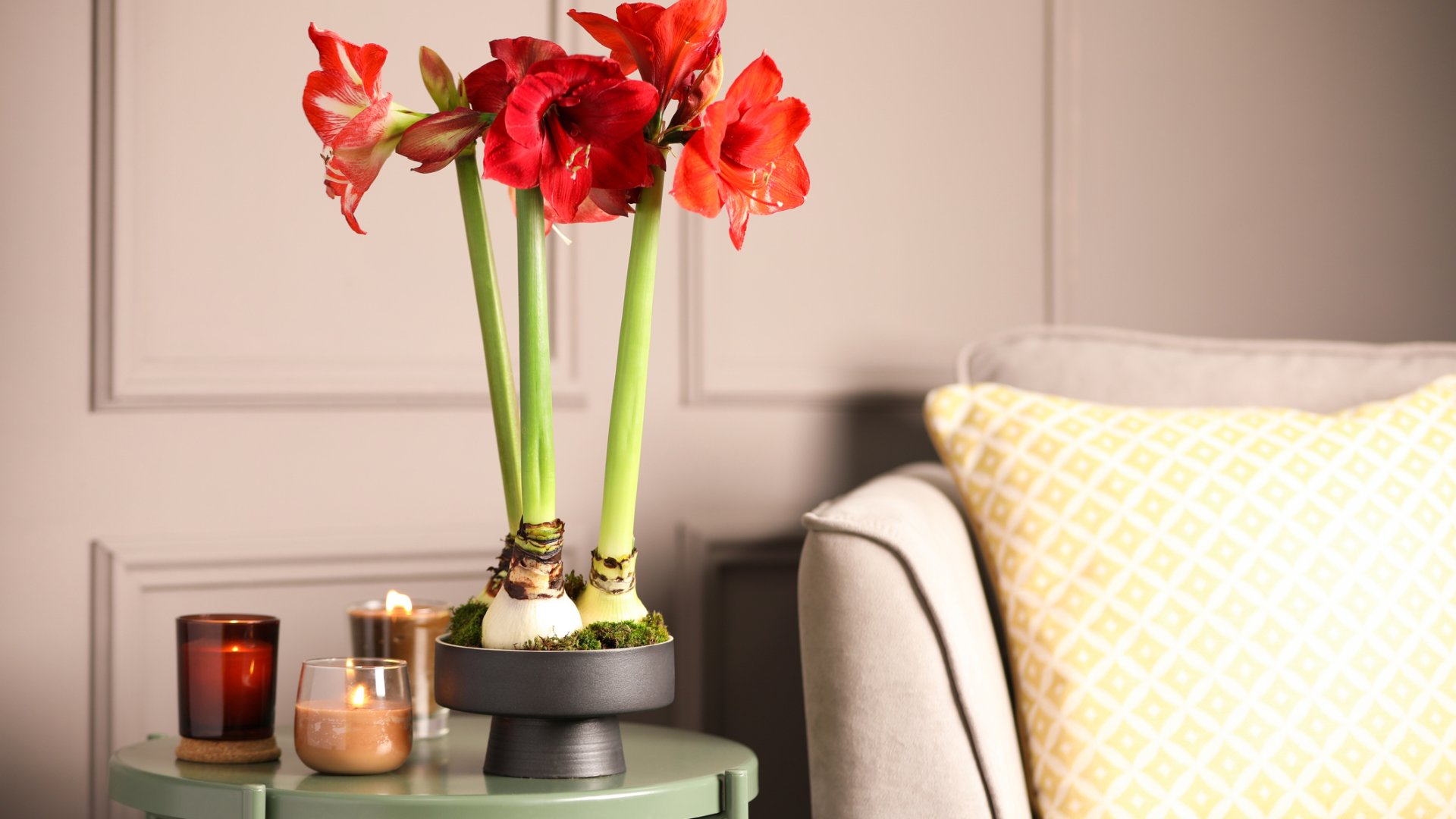 Hogyan nevelj amarilliszt