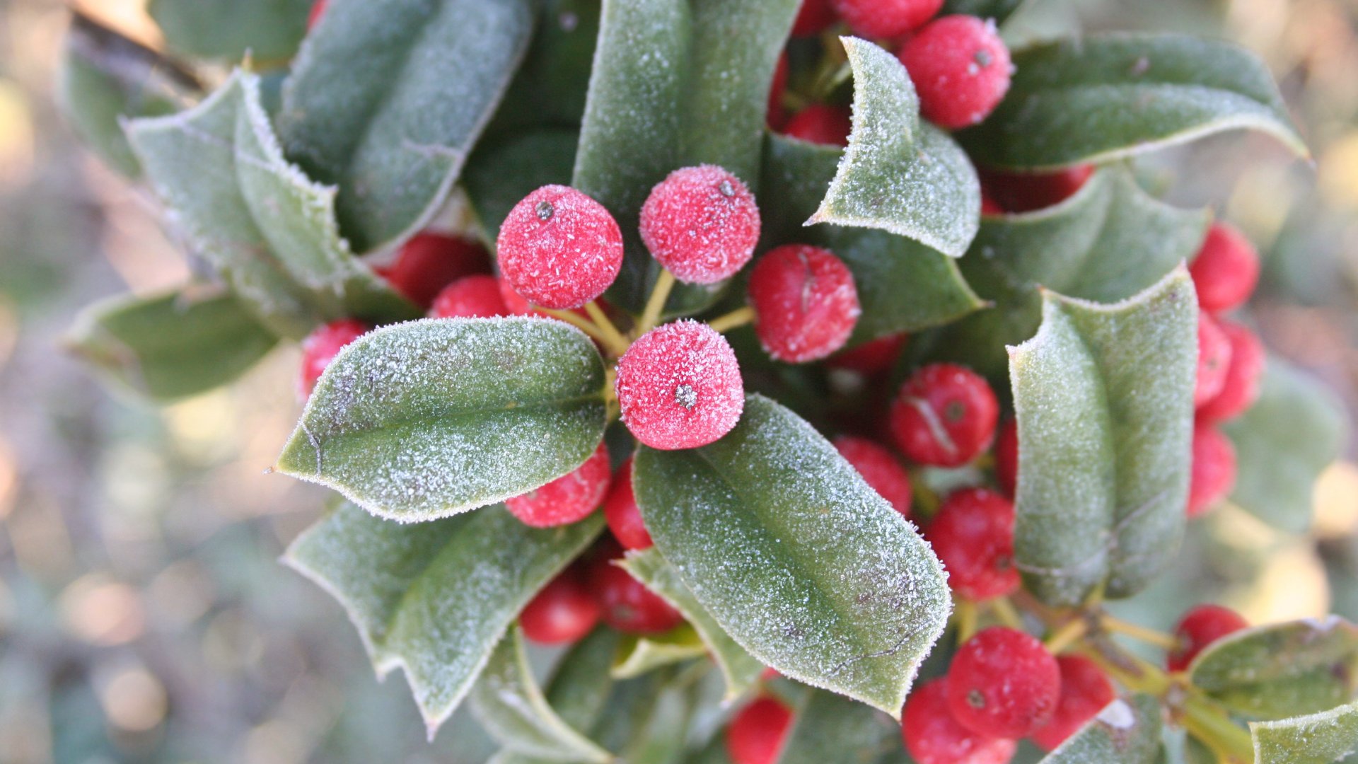 A legszebb piros bogyós karácsonyi növények gondozása és felhasználása