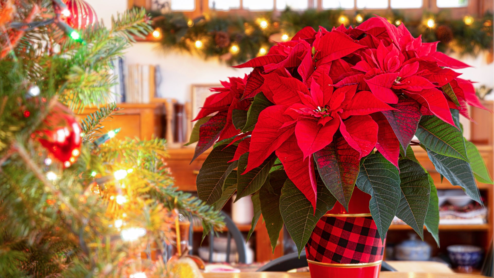 Mikulásvirág tápoldat házilag: egyszerű megoldások a konyhából