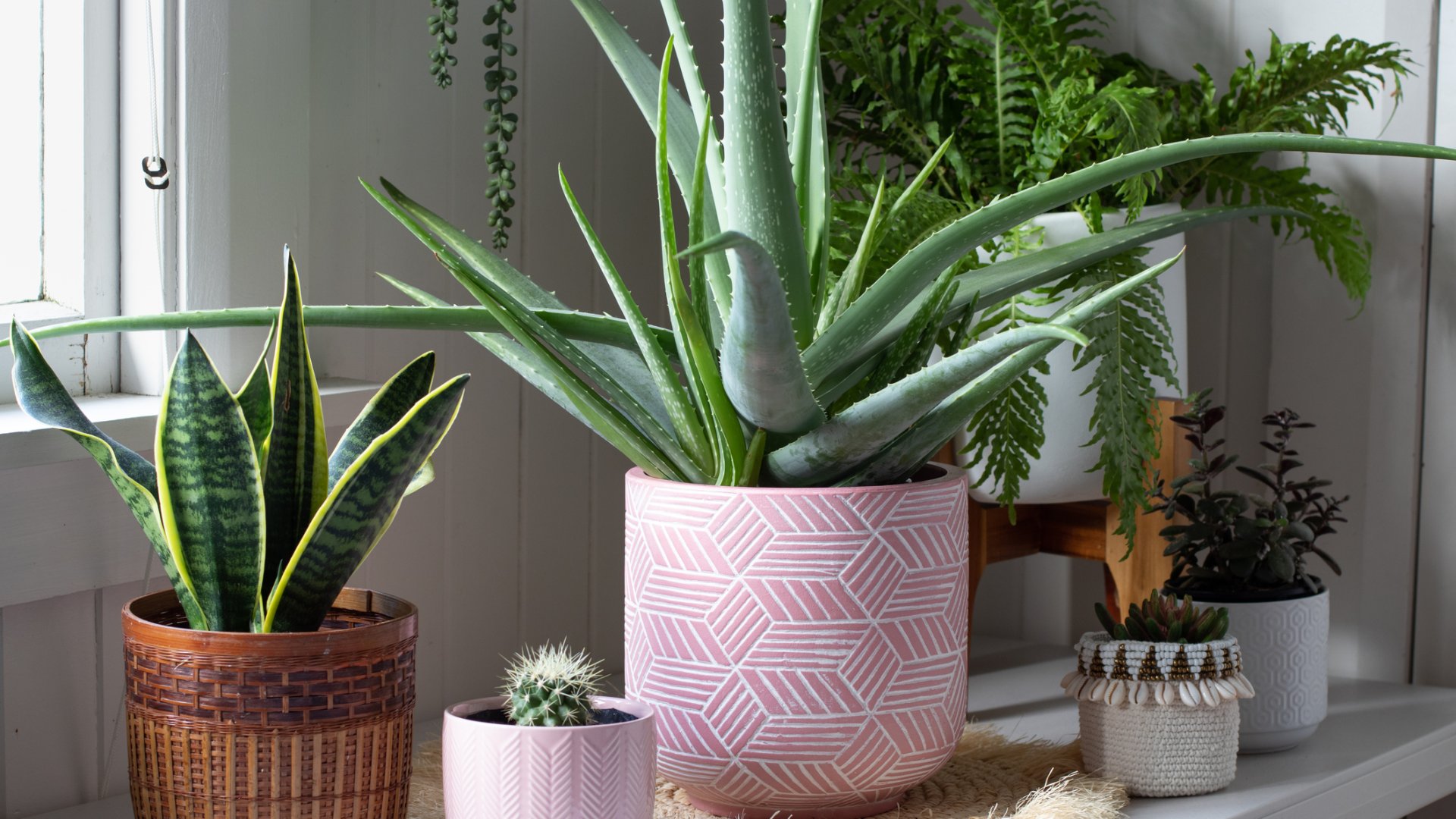 Aloe vera gondozása lakásban: így lesz hosszú életű a gyógynövényed Aloe vera gondozása lakásban: így lesz hosszú életű a gyógynövényed