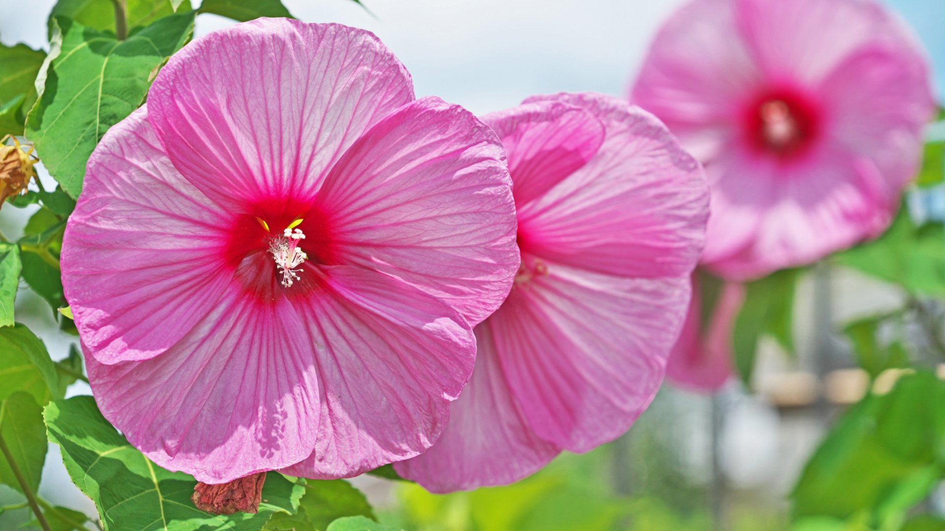 Hibiszkusz teleltetése: ezek a leggyakoribb hibák, amiket kerülj el Hibiszkusz teleltetése: ezek a leggyakoribb hibák, amiket kerülj el