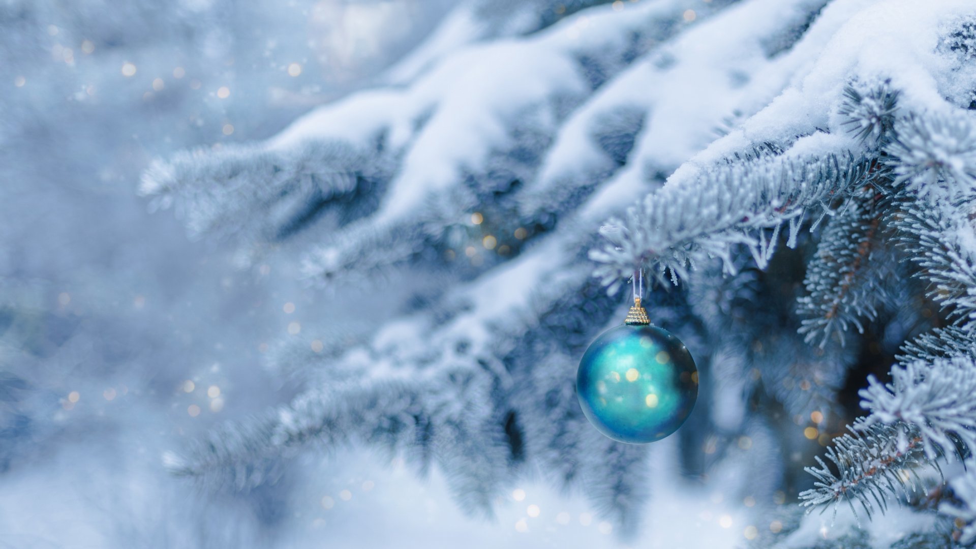 Az ezüstfenyő legszebb fajtái: klasszikus kedvencek és különlegességek