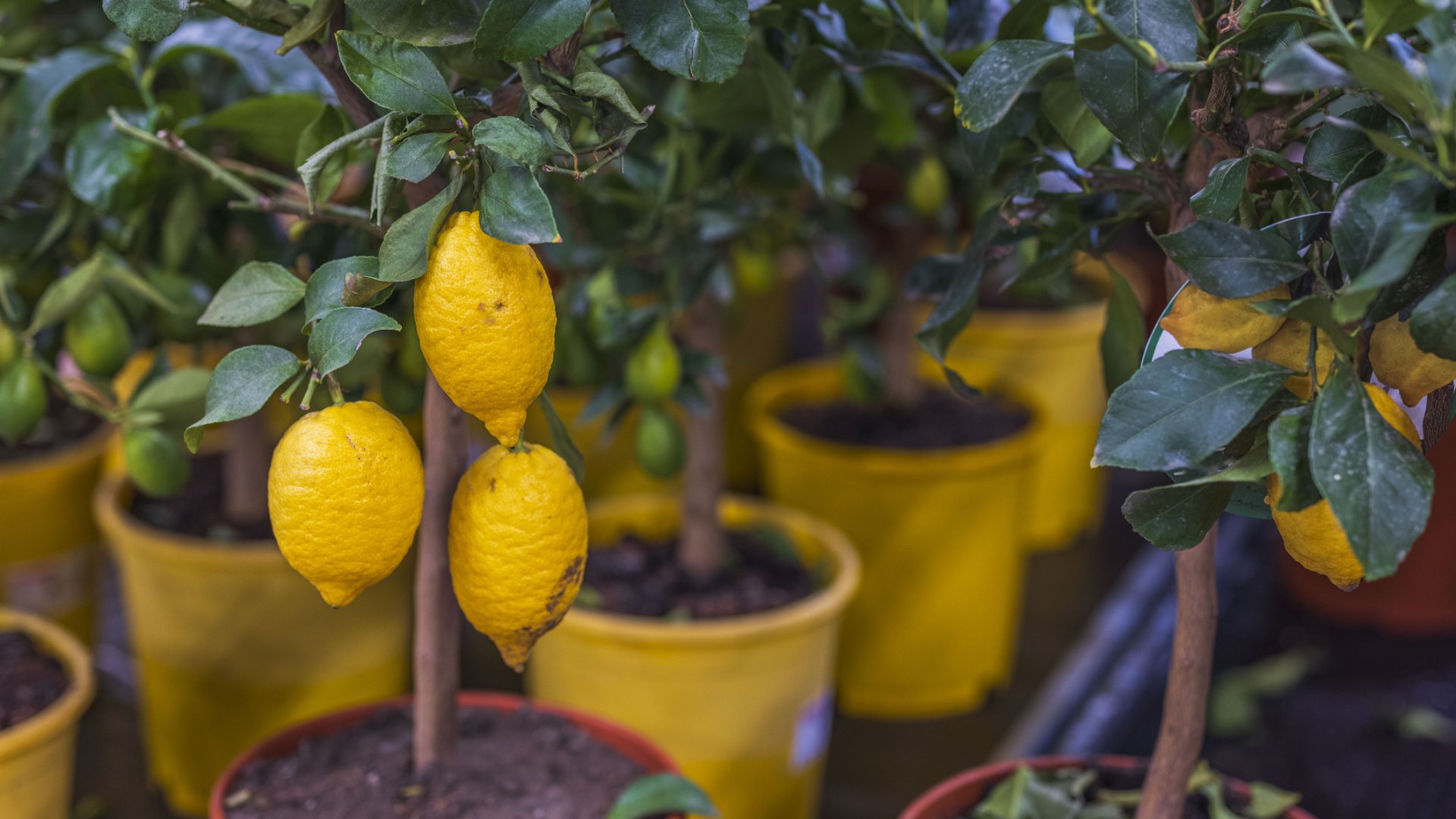 Citromfa betegségek és kártevők: ezekre figyelj beltéren Citromfa betegségek és kártevők: ezekre figyelj beltéren