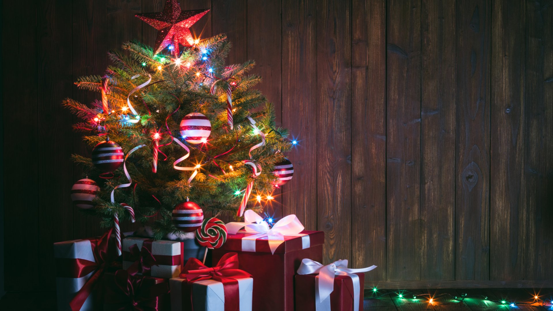 A földlabdás fenyőfa és kreatív, környezetbarát karácsonyfa megoldások