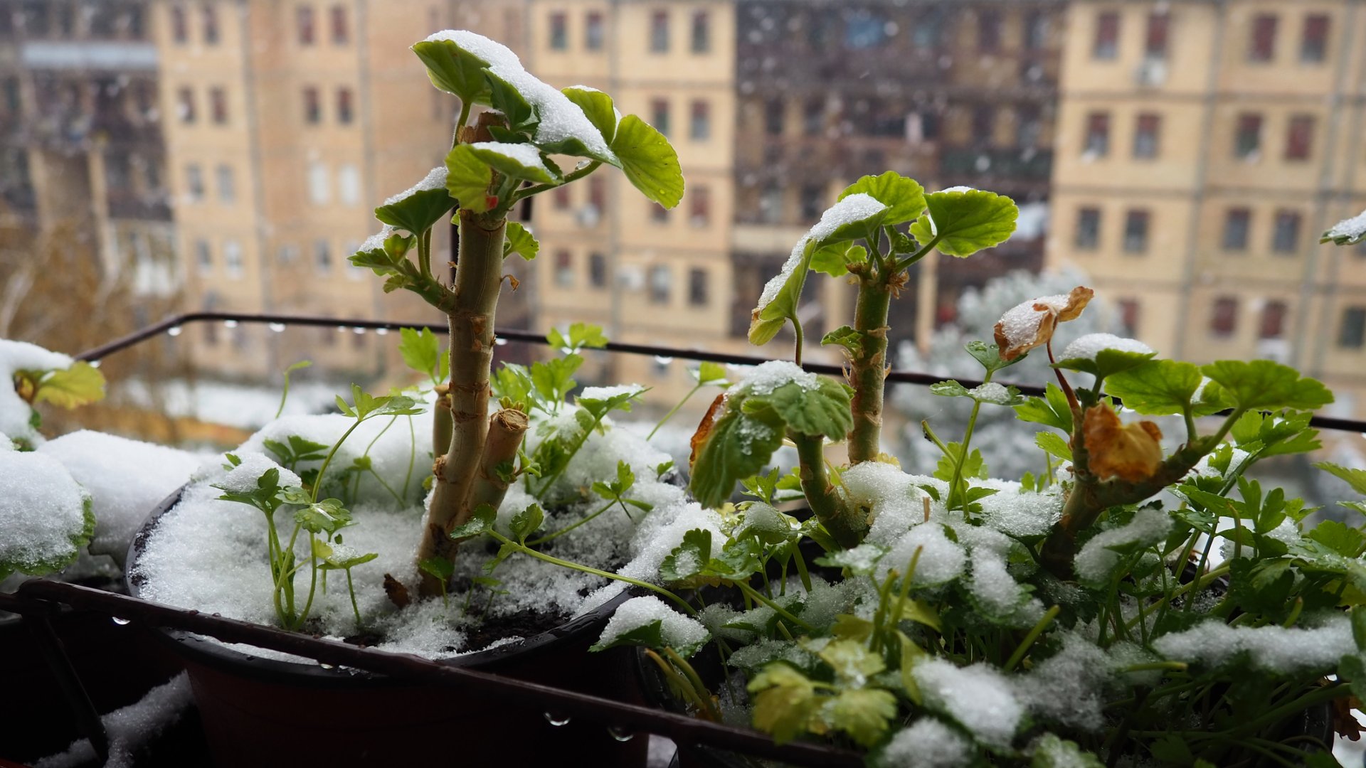 Balkon növények teleltetése: tippek a sikeres téli gondozáshoz Balkon növények teleltetése: tippek a sikeres téli gondozáshoz