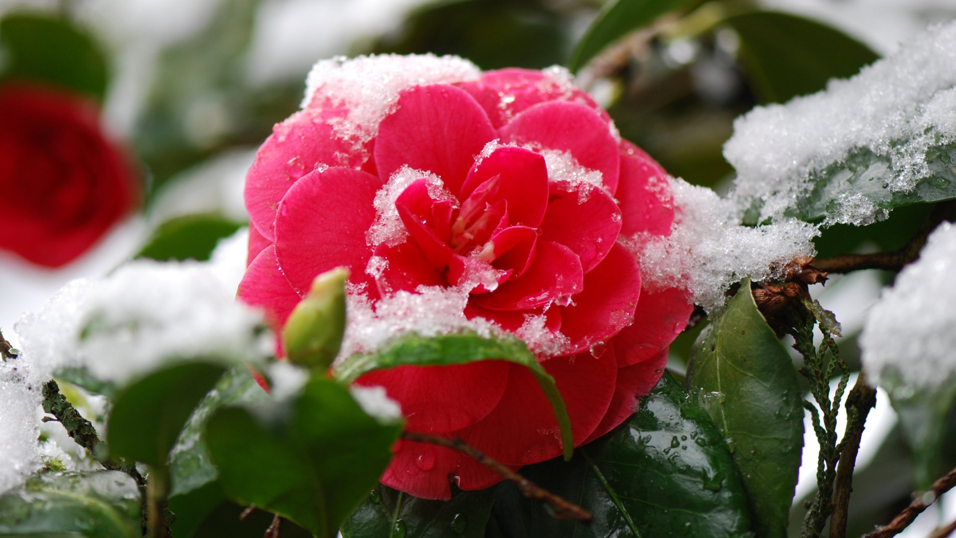 ünnepi hangulatú karácsonyi kamélia