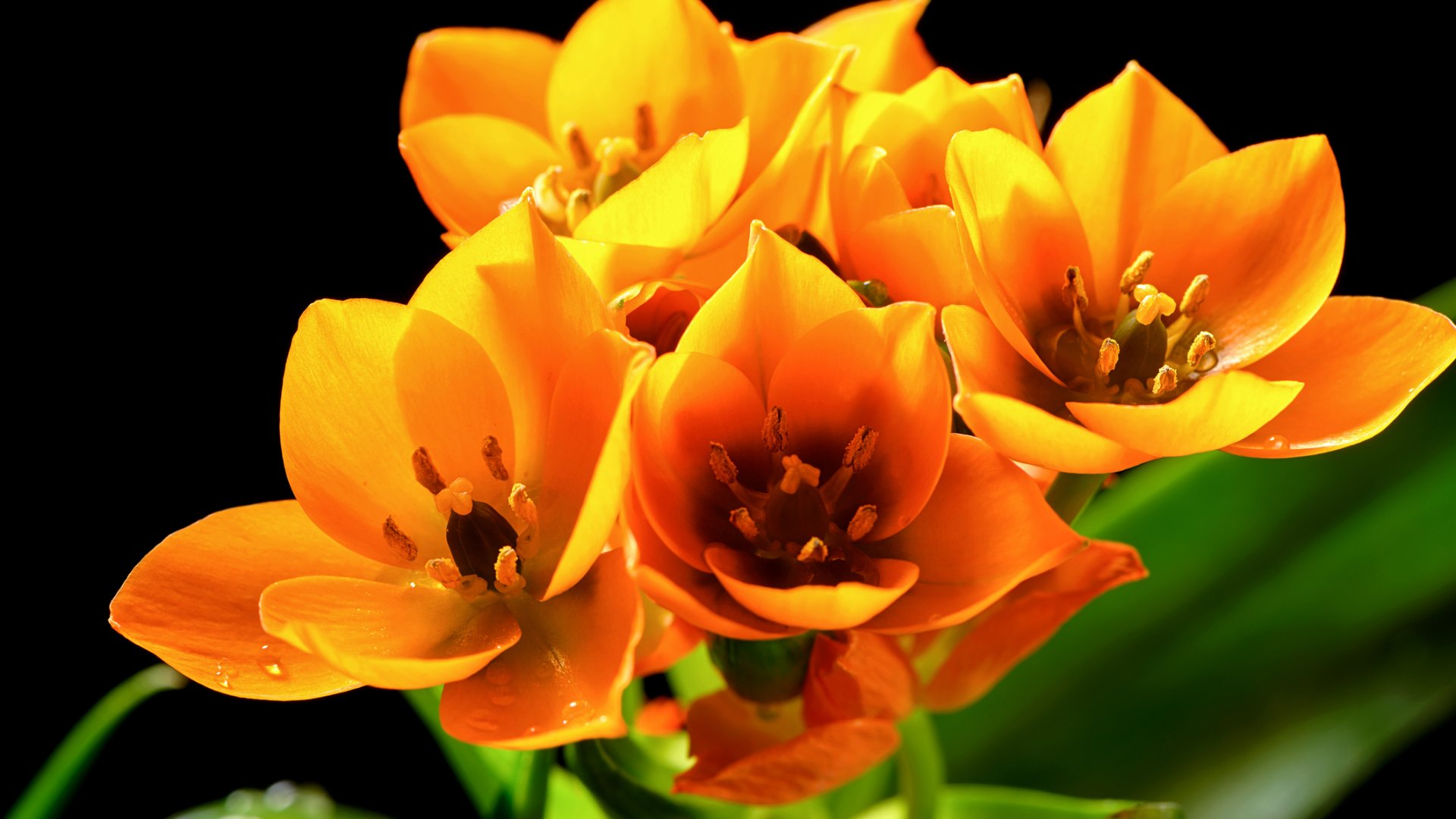 Betlehem csillaga: Kevesen ismerik, pedig csodálatos szobanövény