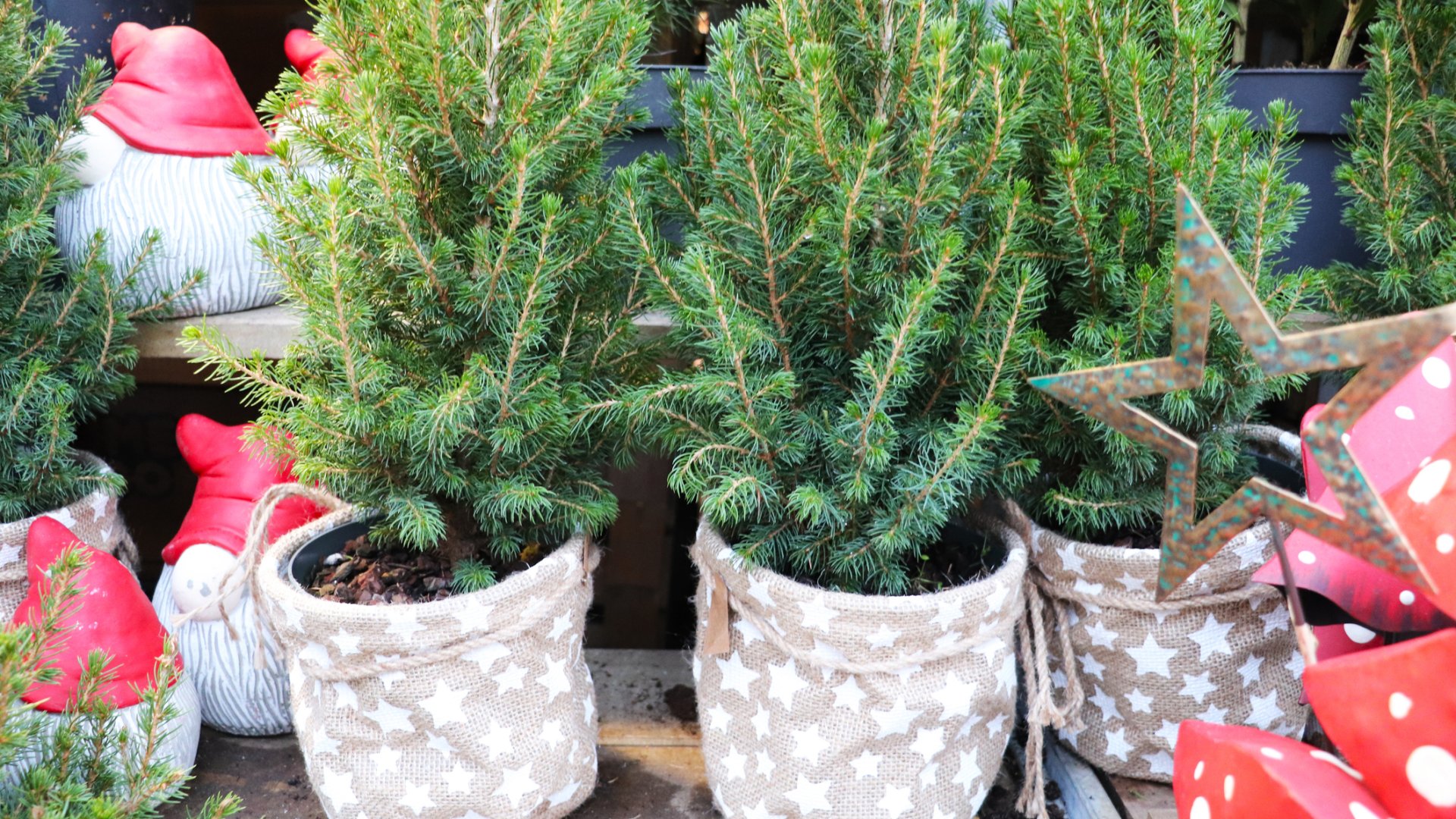 cserepes fenyő gondozása beltéren