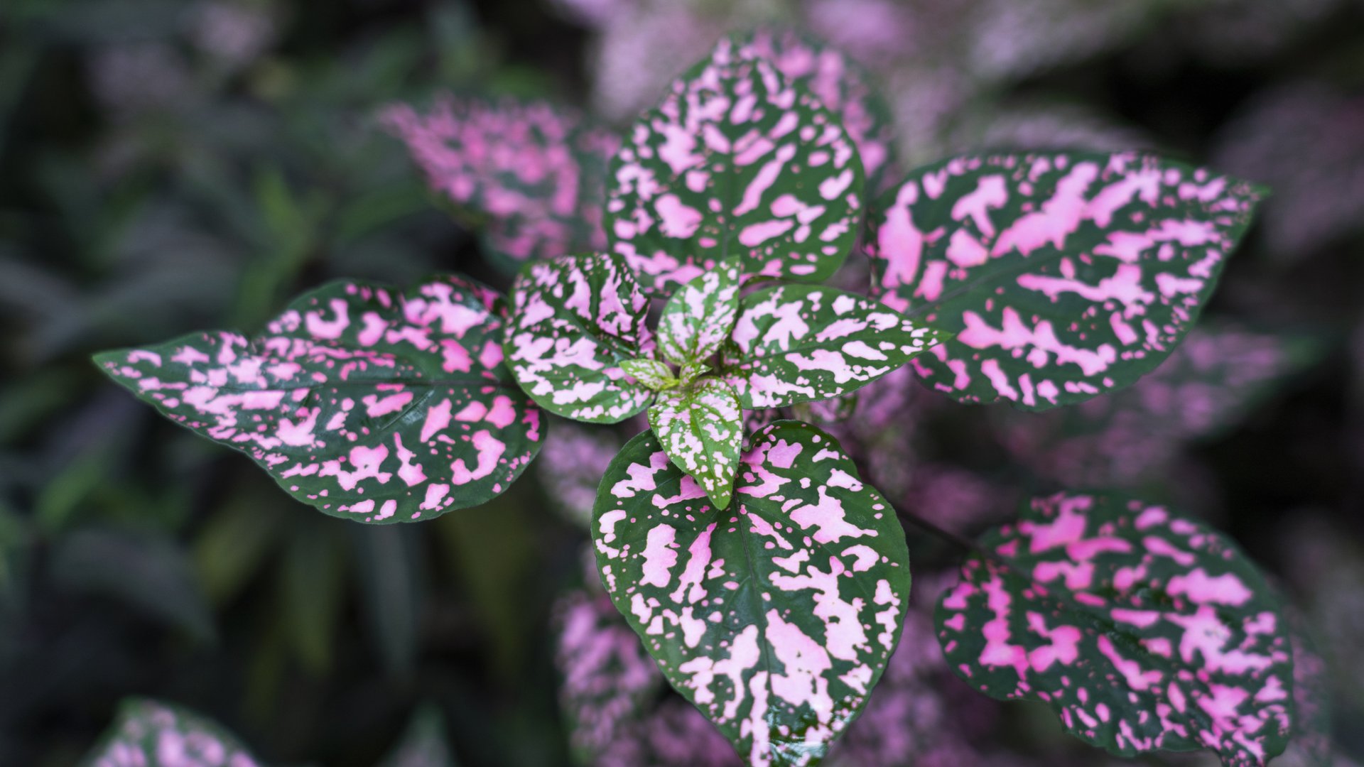 Pöttyös levelű szobanövények: egy kis játékosság a lakásban