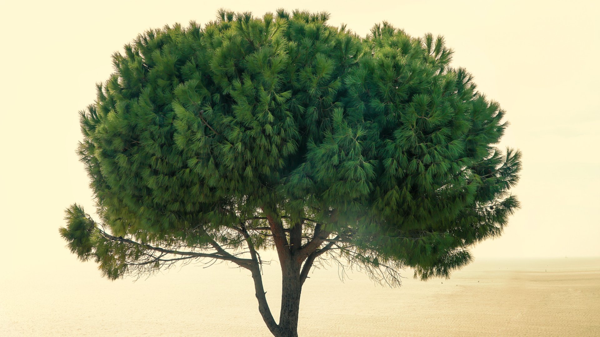 Mutatunk 5 okot, amiért a télálló mandulafenyő tökéletes választás