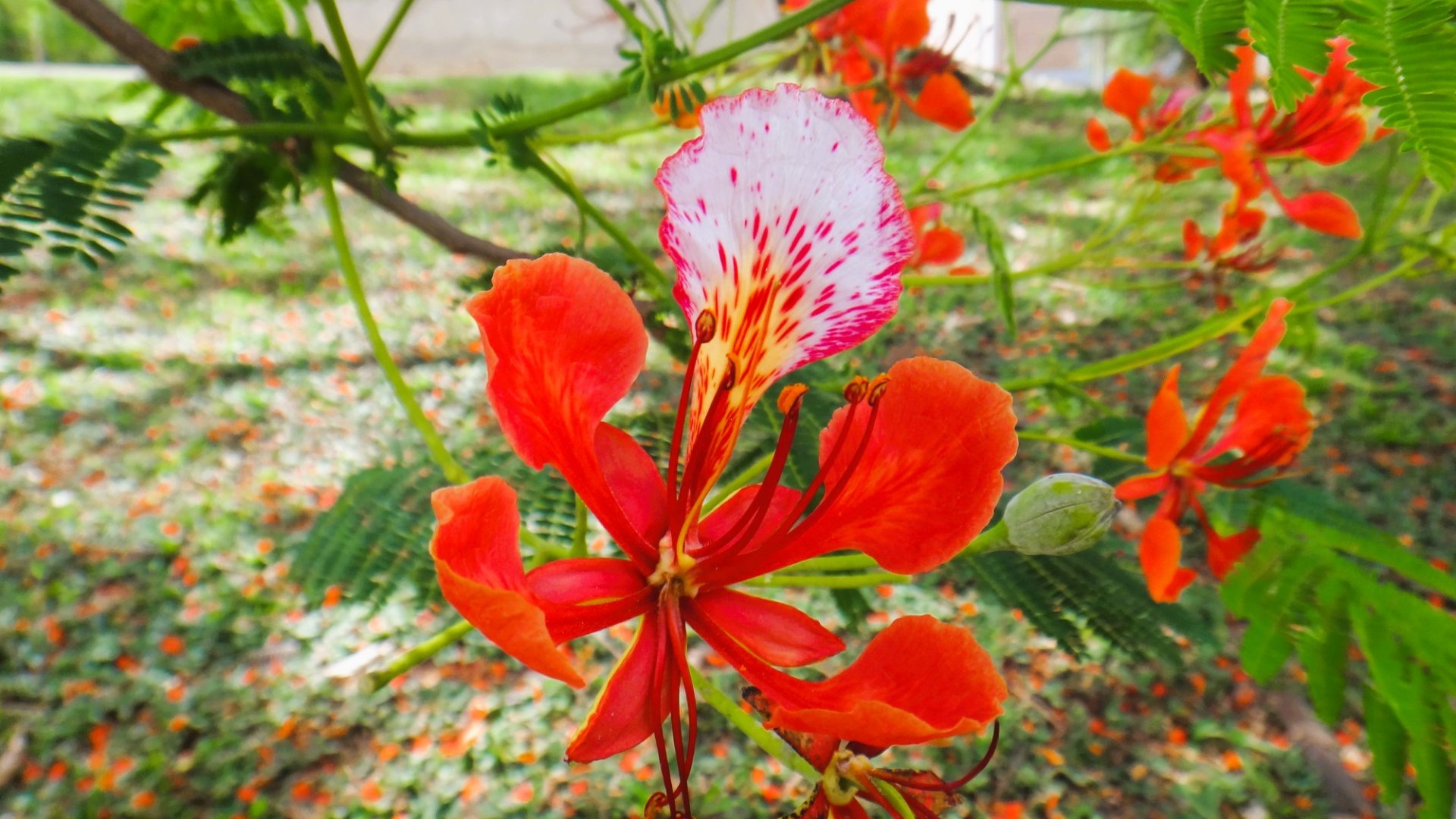 A tűzvirágfa: egy madagaszkári csoda, ami pillanatok alatt megnő