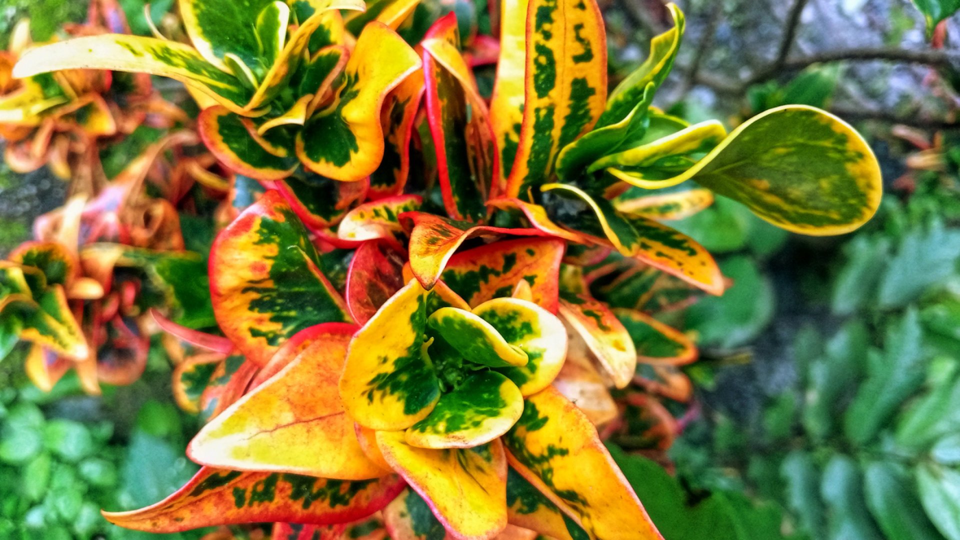 Kroton gondozási tippek: Így segíts neki a legszebb színekben ragyogni