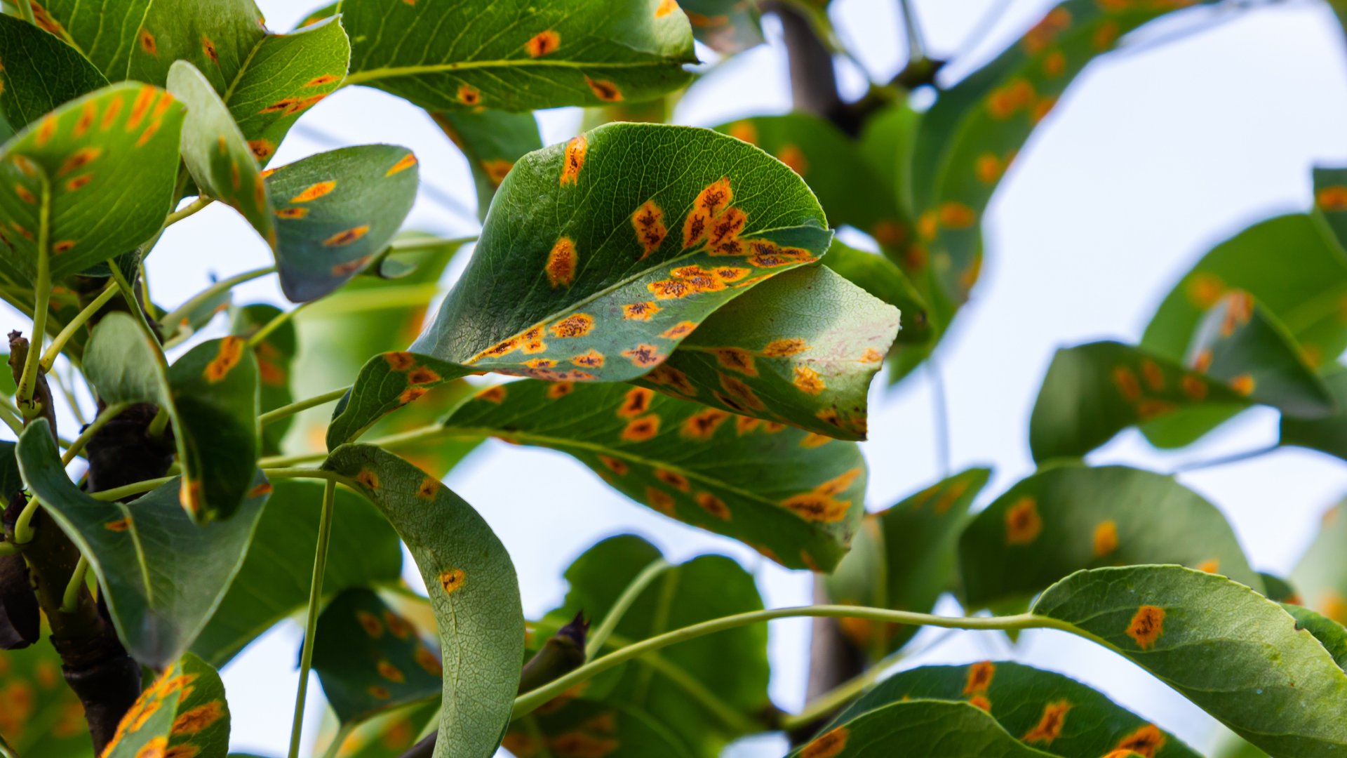 Ne hagyd kezeletlenül a rozsdagomba fertőzést: tavasszal kiújulhat