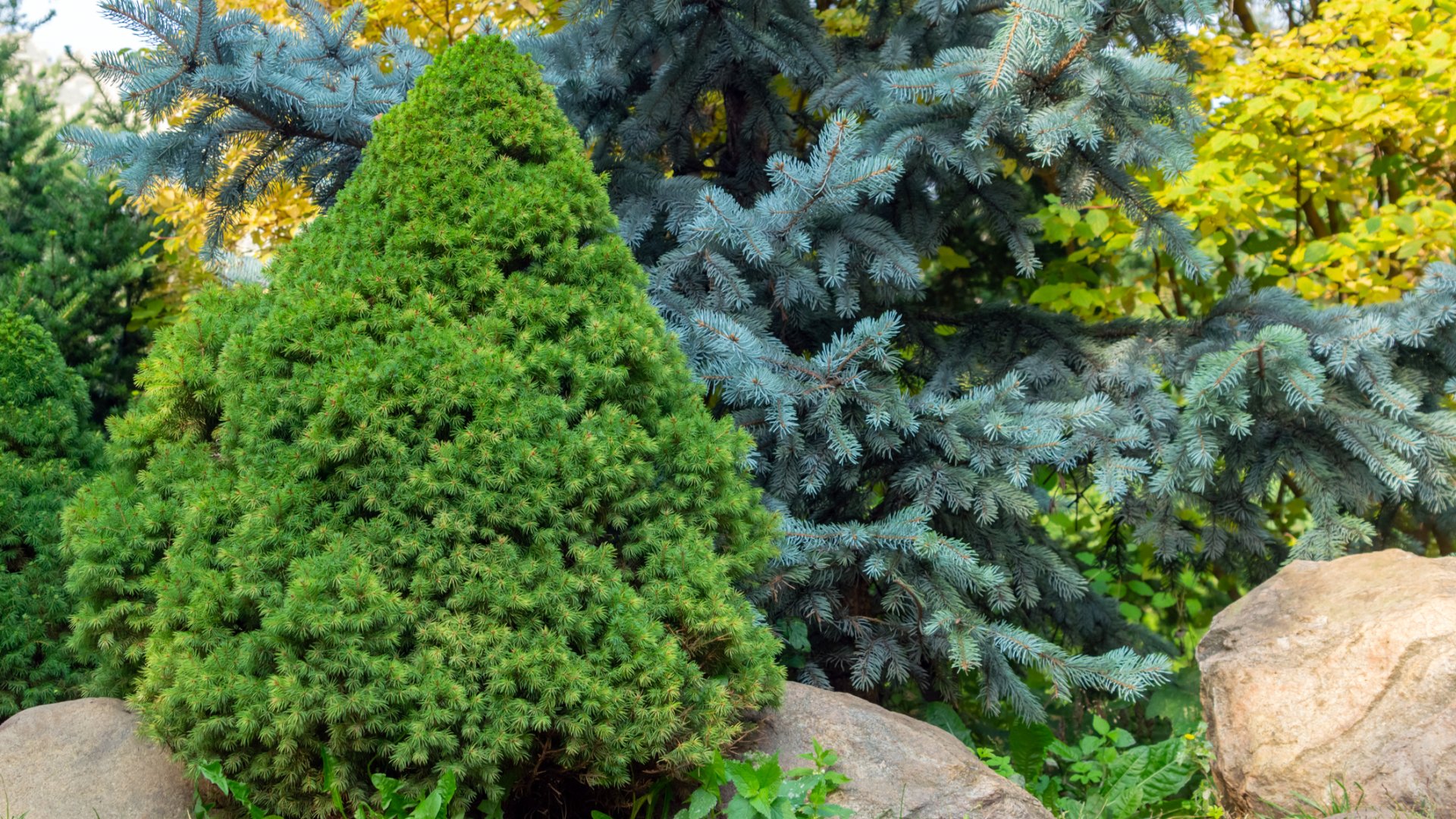A cukorsüvegfenyő gondozása részletesen: mi tehetünk a barnulás ellen