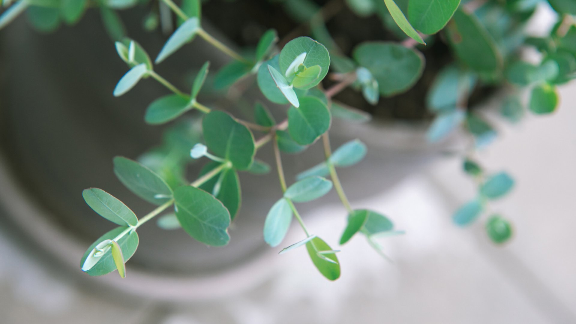 Miért válaszd a havasi eukaliptuszt? Így lehet szép, illatos növényed