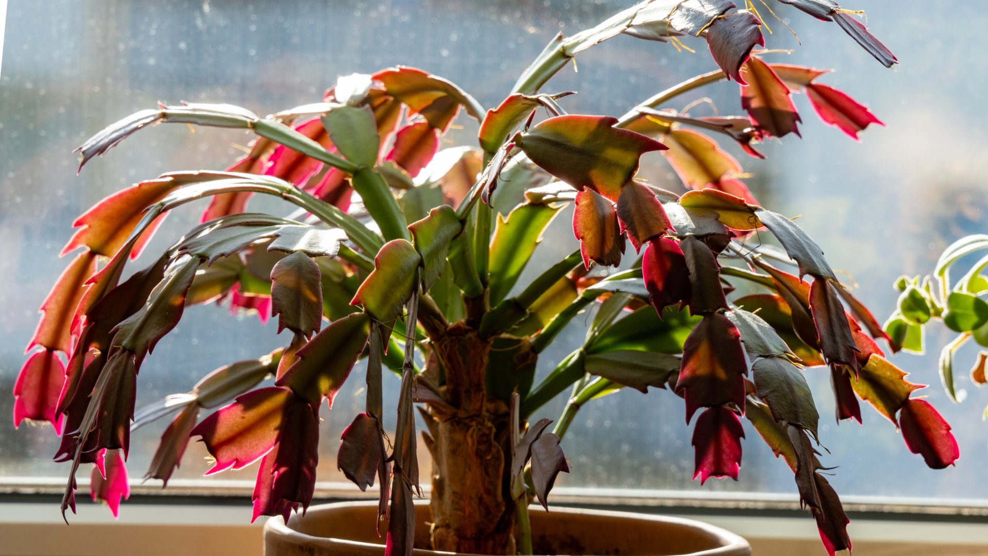 Ha a karácsonyi kaktusz fonnyad: tippek a megmentéséhez