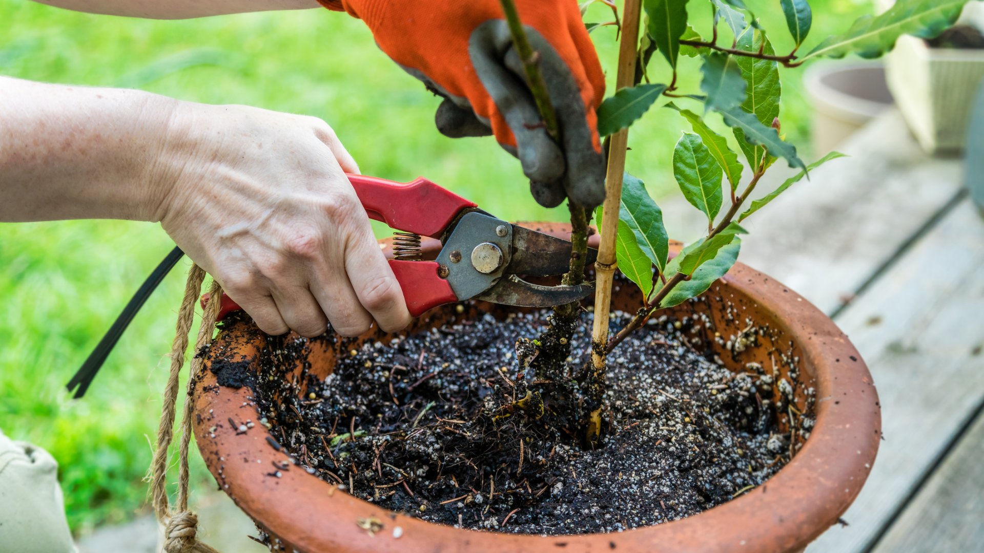 A nemes babér gondozása a kezdetektől: babérlevél otthoni termesztése
