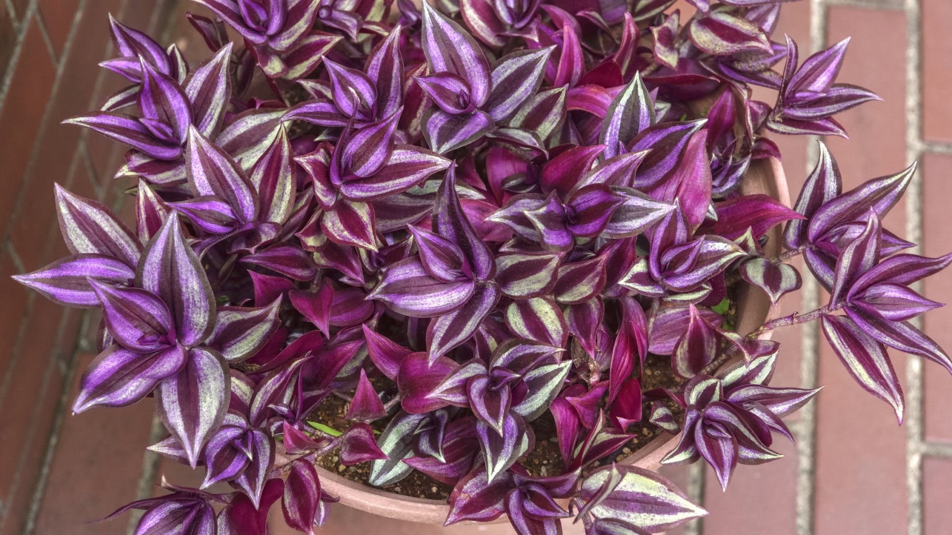 Zebrapletyka gondozása: mikor és hogyan metszd meg hogy dús legyen