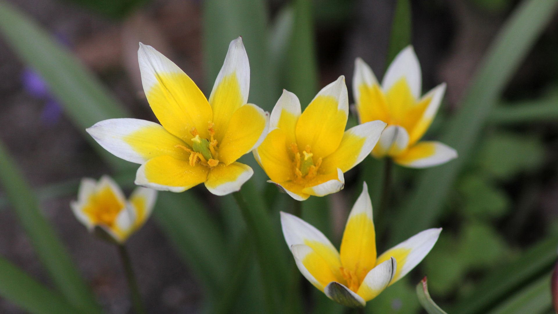 Botanikai tulipán vagy törpe tulipán? Ismerd meg ezeket a vad fajtákat