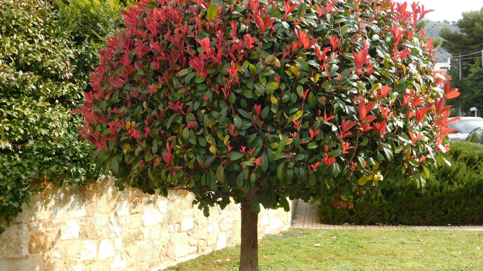 Ezek a legszebb díszfák, amiket most minden kerttulajdonos szeretne