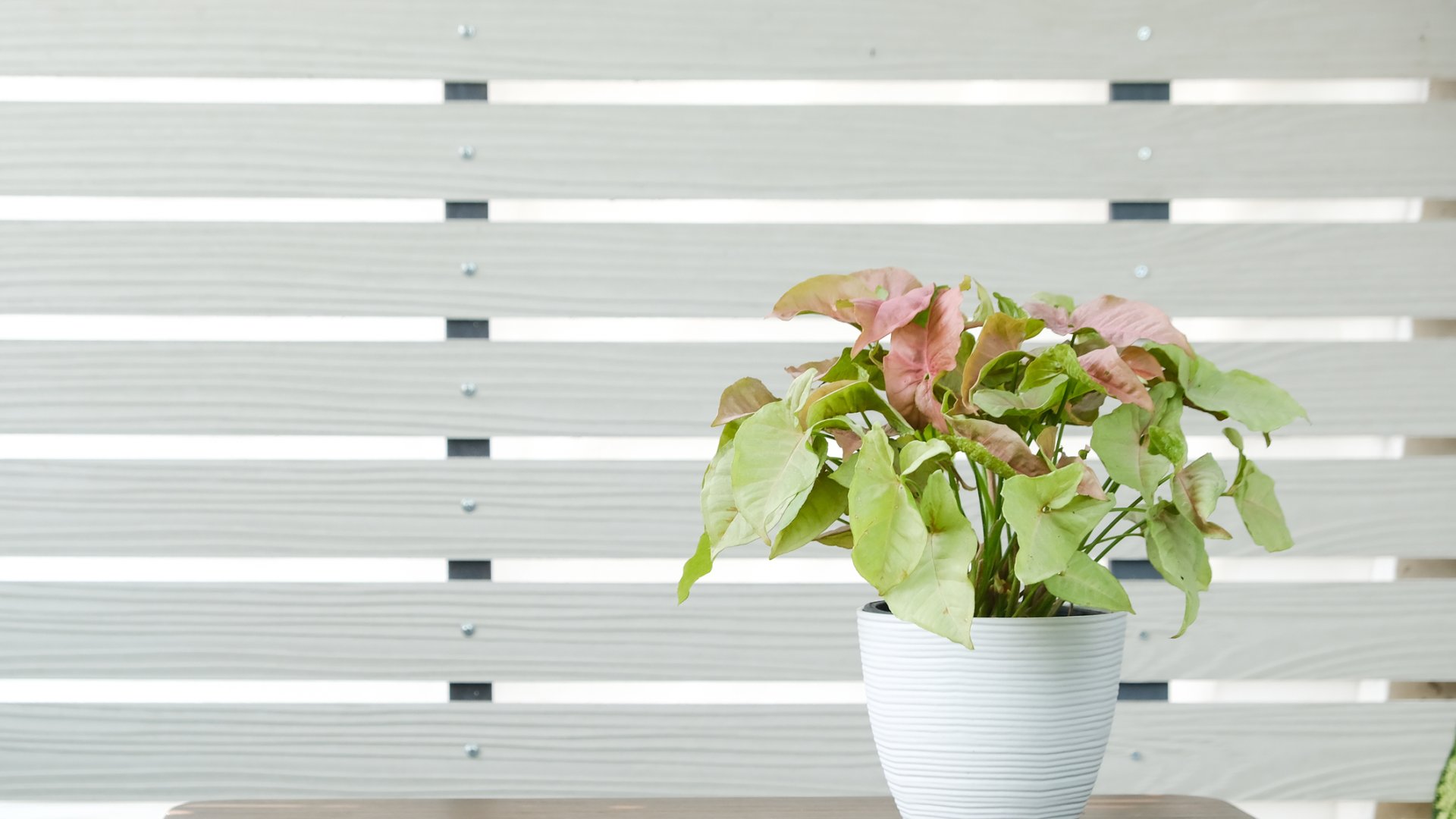 Probléma a nyíllevéllel? Így tarthatod egészségesen ezt a szobanövényt