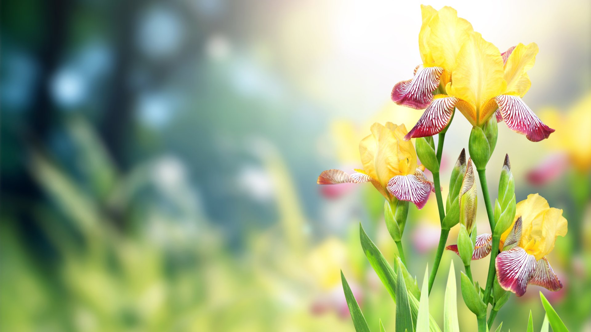 Mire van szüksége az írisznek ősszel? Útmutató az írisz gondozásához