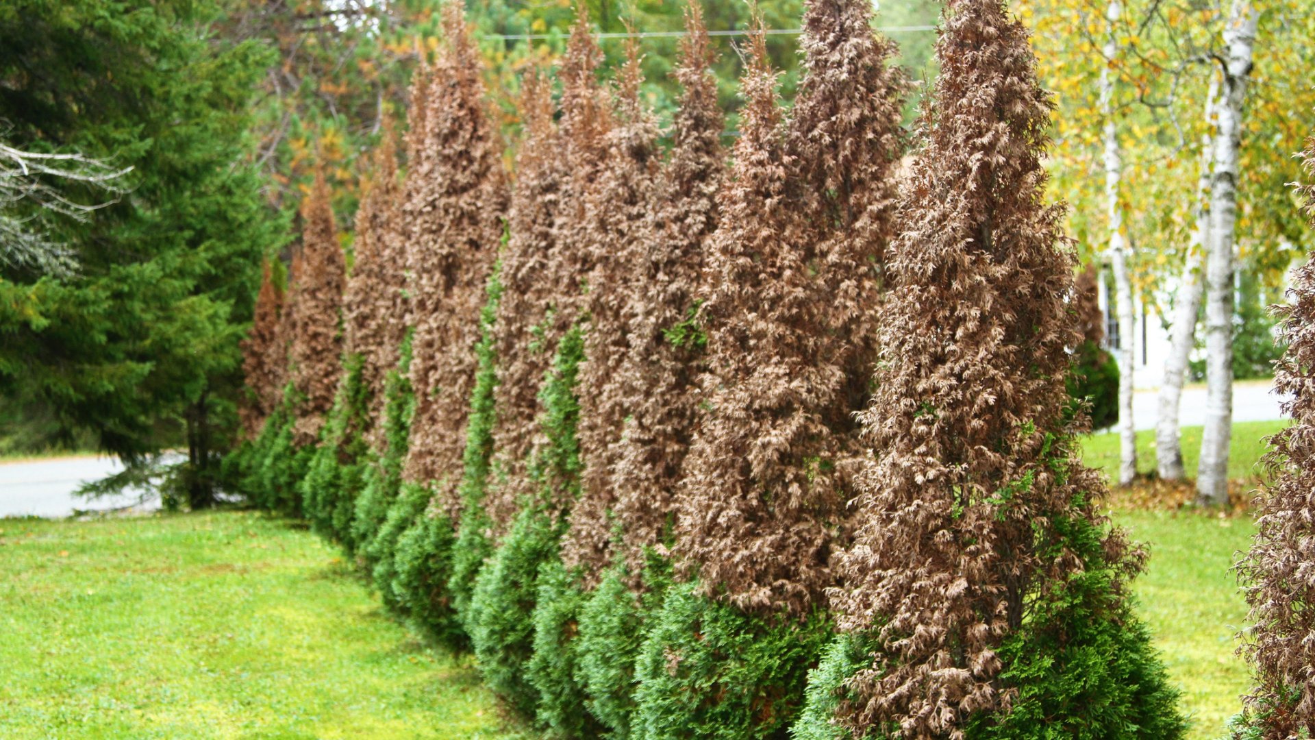 Barnul a tuja, szárad a belseje – Mi okozhatja a tuják pusztulását?