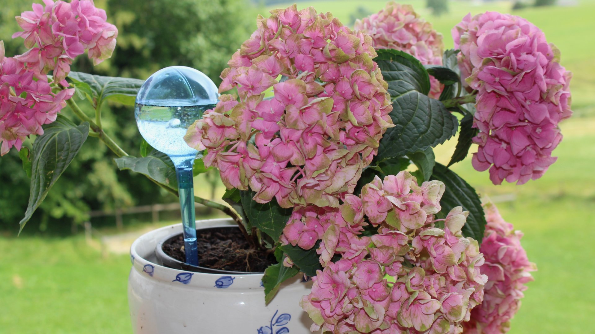 Így tartsd frissen a szobanövényeidet: öntözési tippek időhiány esetén