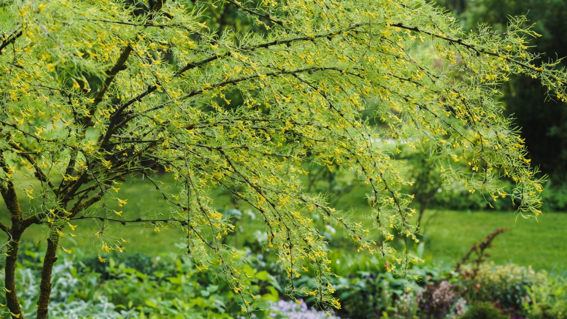 Kertszépítési inspiráció: a városi kedvenc, a csüngő borsófa gondozása