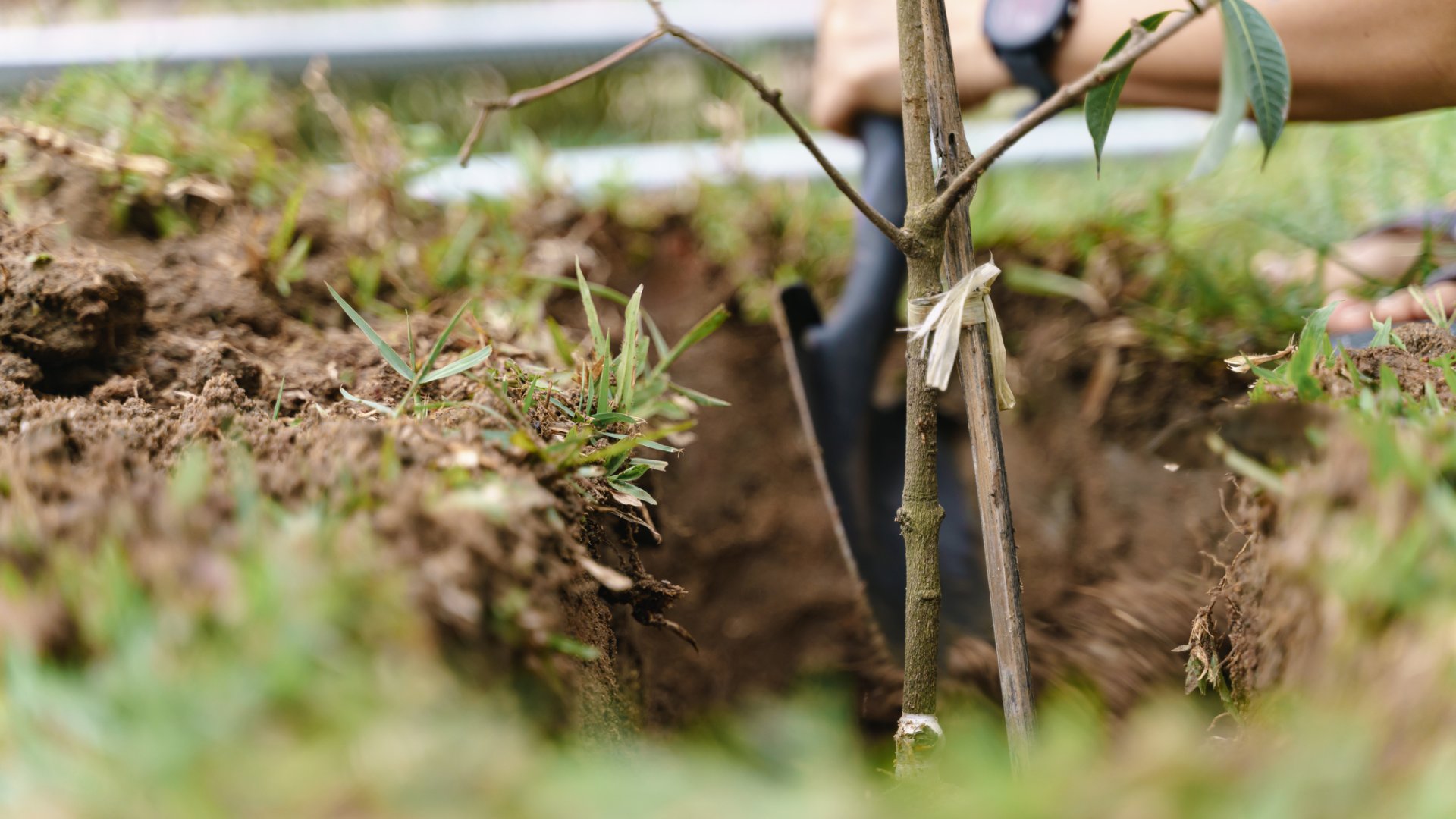 Október elején készüljünk elő a faültetéshez Bálint gazda örökzöld tanácsaival