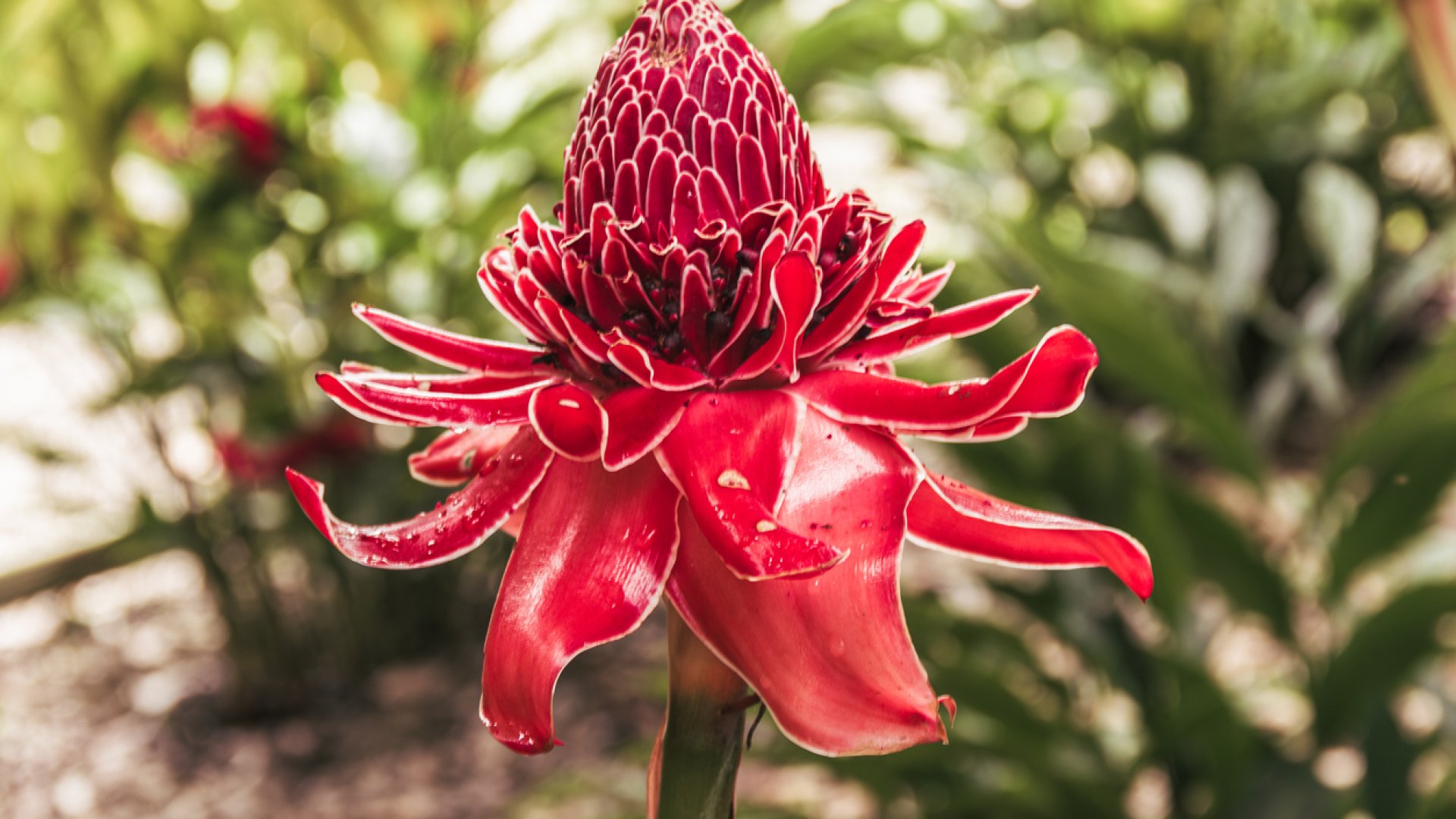 Egzotikus szobanövényt szeretnél? A fáklya gyömbér igazi különlegesség