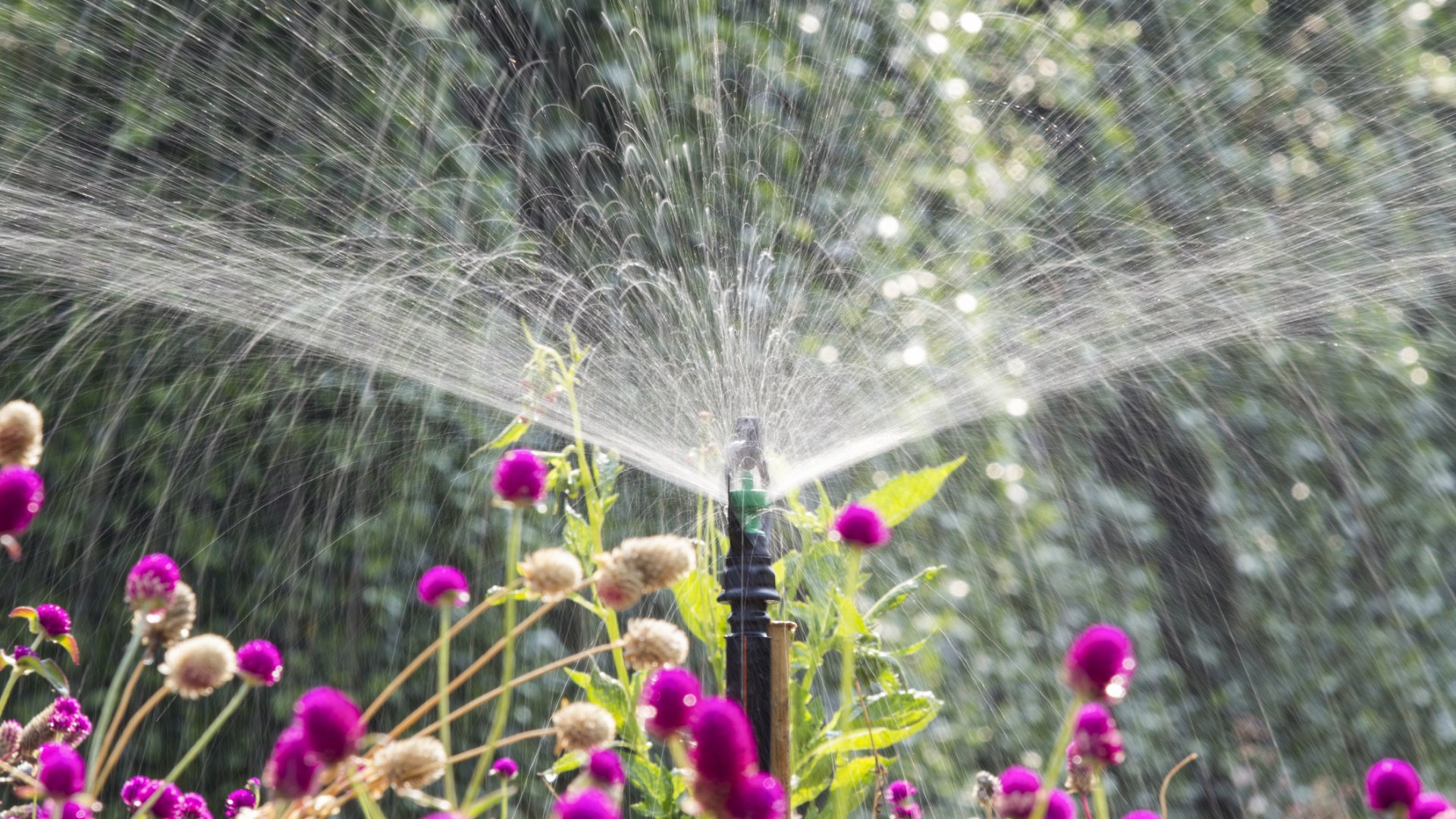 Korszerű öntözési módszerek: így lehet egyszerűbb a kertészkedés