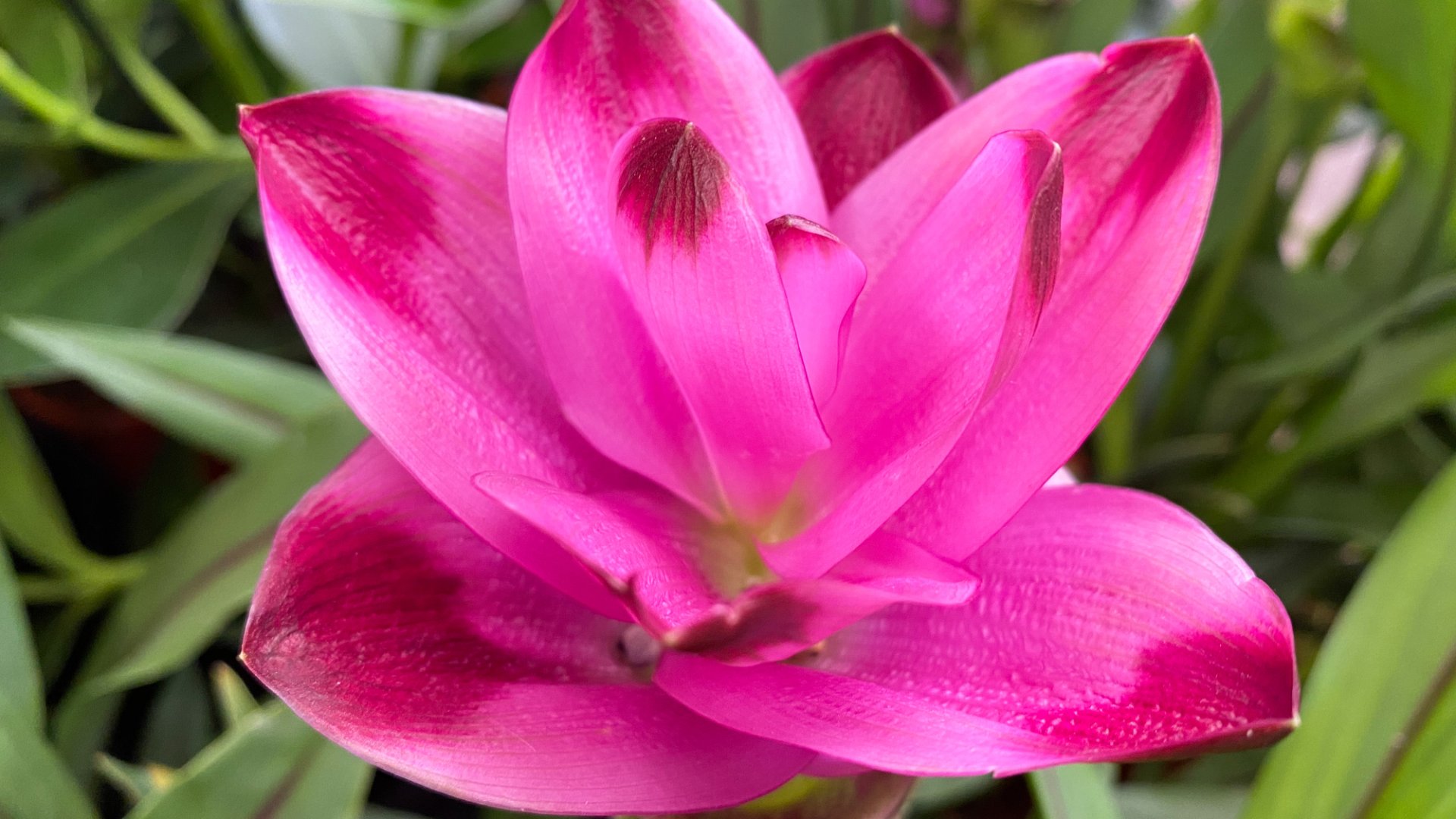 Ezért is nevelj kurkuma virágot orchidea helyett: egyszerű a gondozása