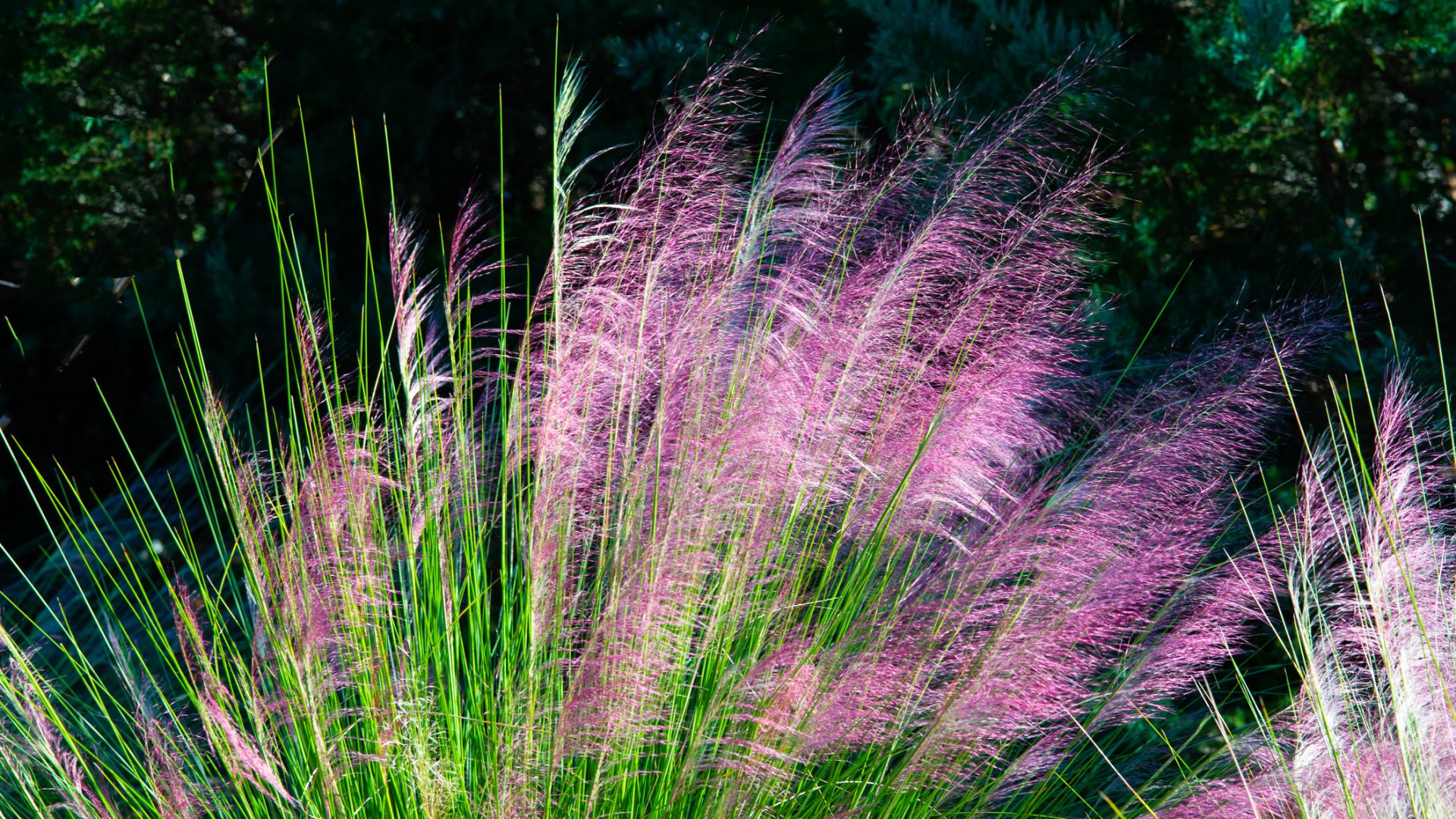 Szívós, látványos és szárazságtűrő vattacukorfű - most is elültetheted