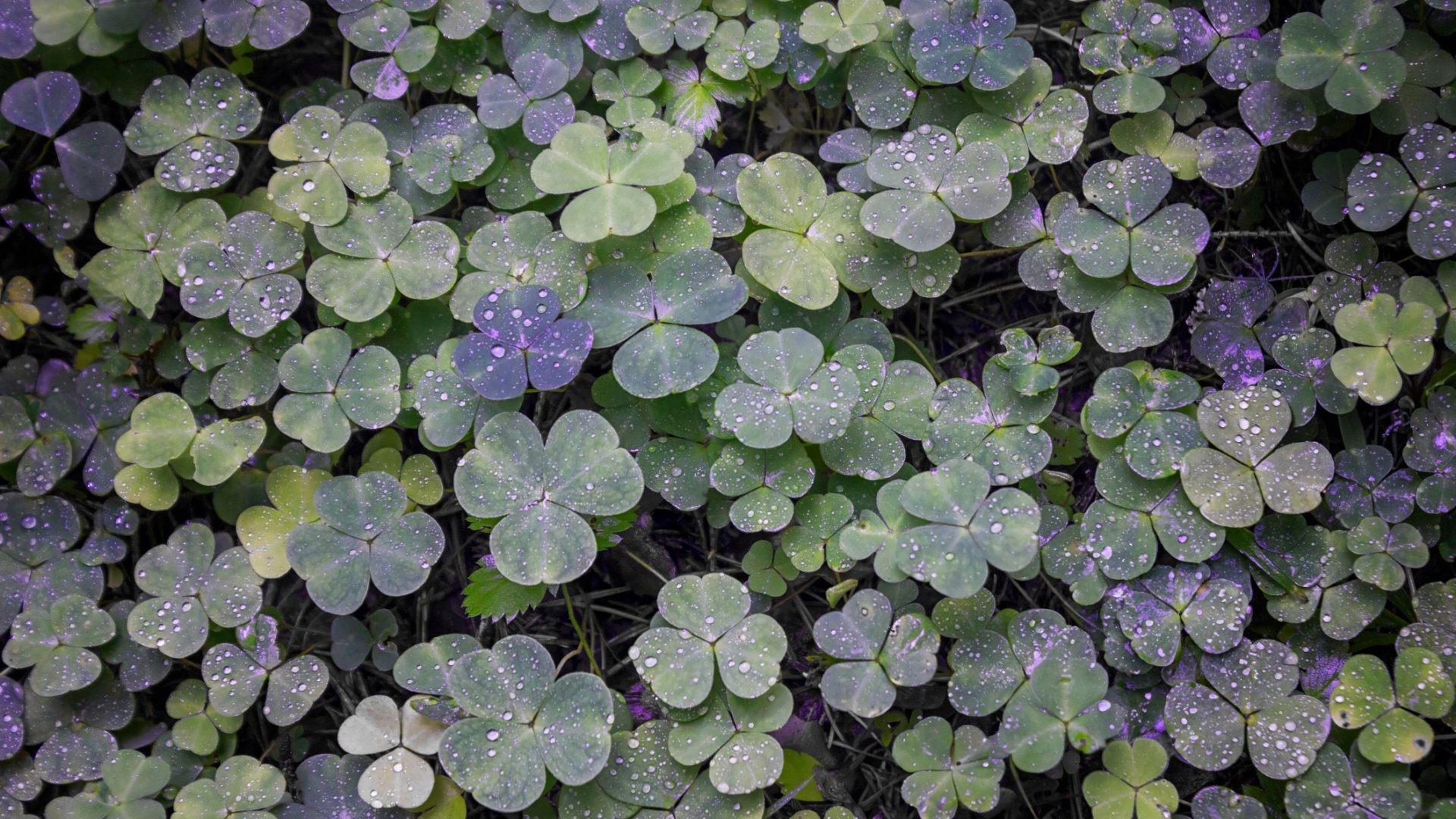 5 ok, amiért NE irtsd ki a szürke madársóskát