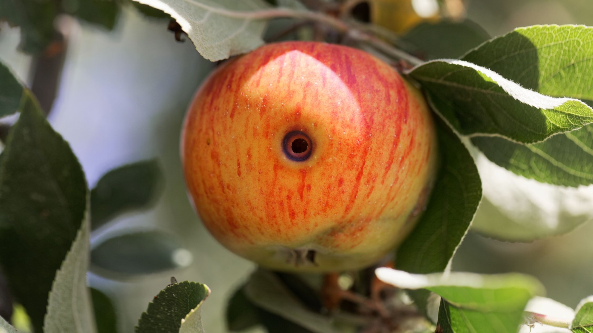 Itt az almamoly következő generációja - küzdjünk most bio módszerekkel Itt az almamoly következő generációja - küzdjünk most bio módszerekkel