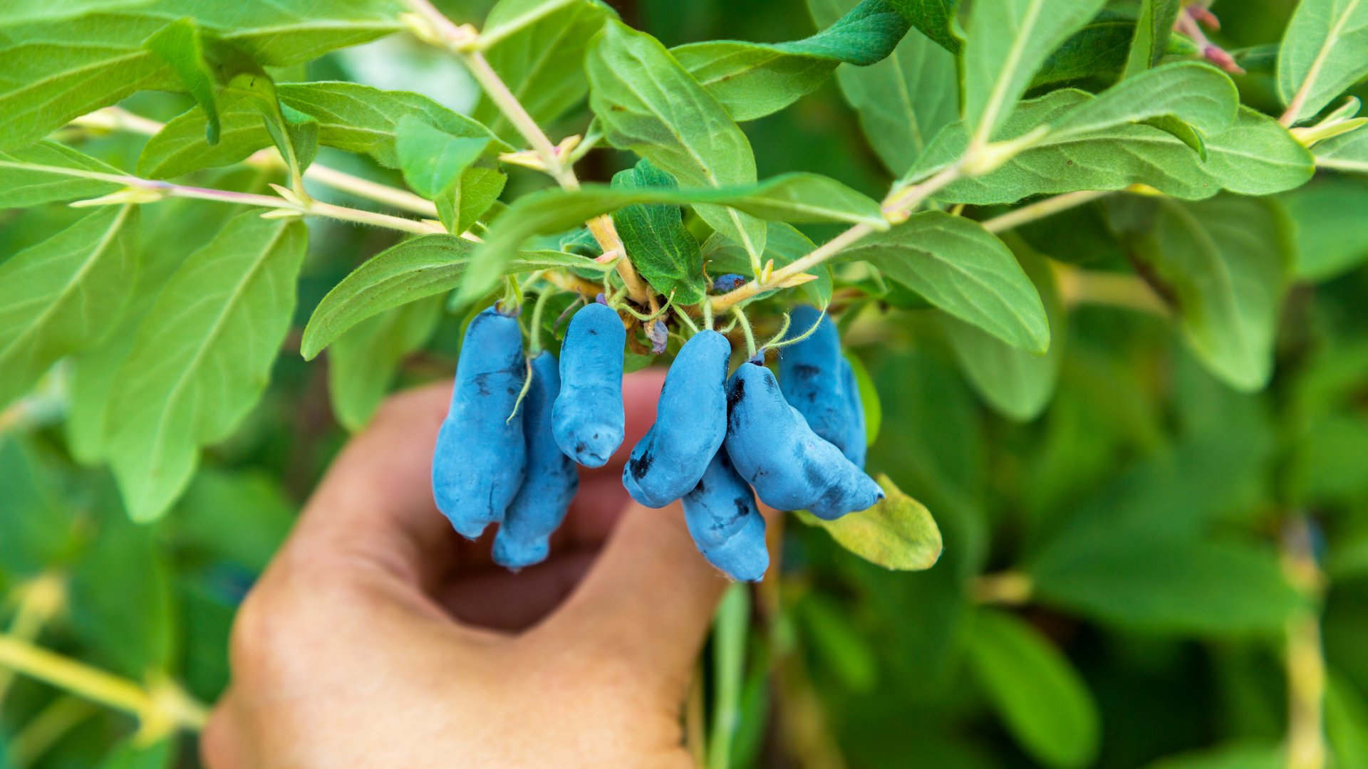 Így gondozd a közkedvelt szibériai mézbogyót a bőséges, nagy termésért Így gondozd a közkedvelt szibériai mézbogyót a bőséges, nagy termésért
