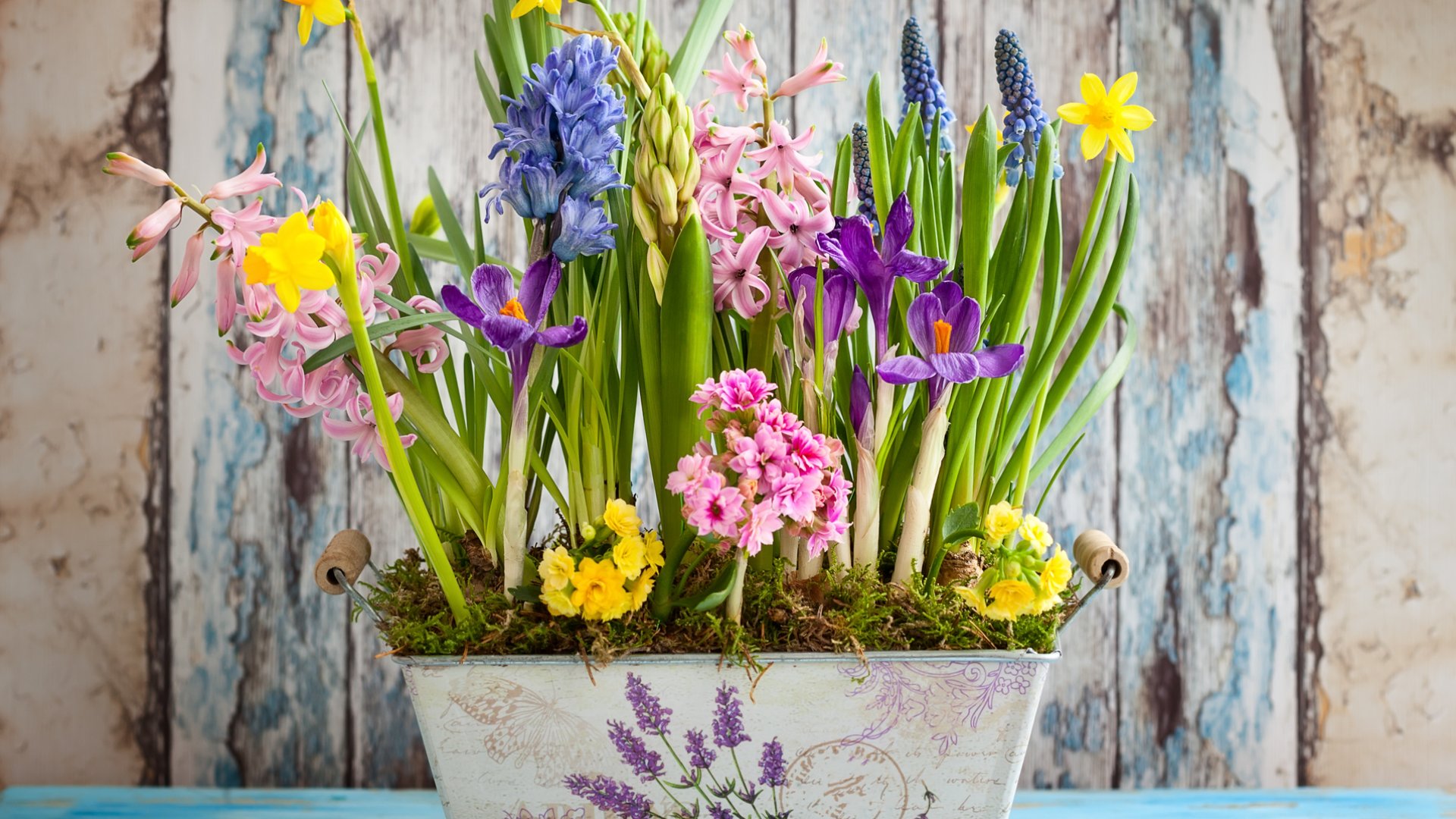 Tavaszi tál készül: ezeket a tavaszi virágokat ültesd el most cserépbe