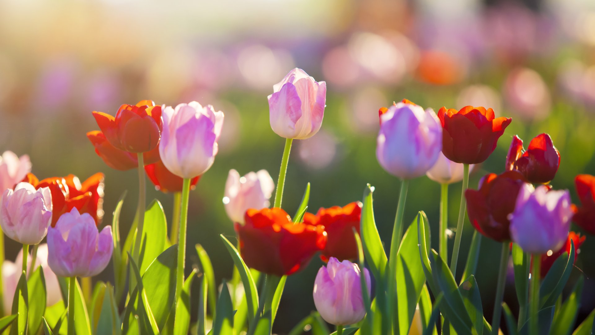 Találd meg a tökéletes tulipánt a kertedbe – 6 elbűvölő választás