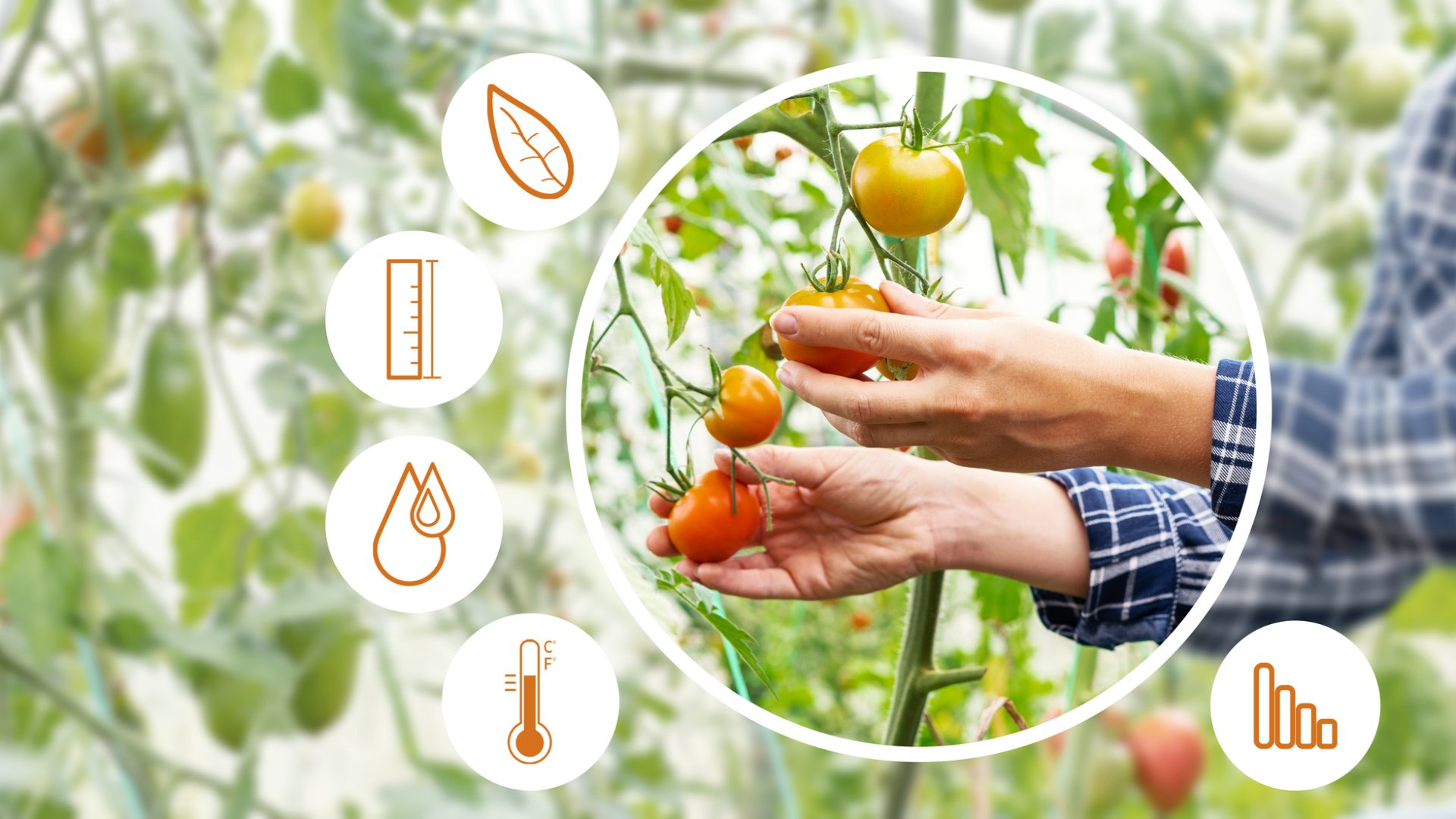 Összeszedtük mindent: A paradicsom betegségei elleni bio védekezésről